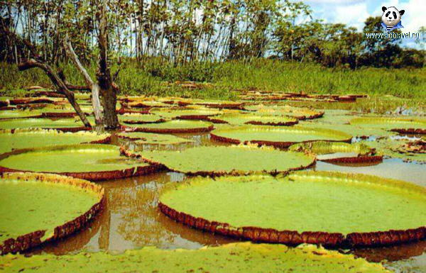 http://www.actravel.ru/img/brazil_amazon3.jpg