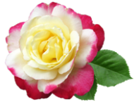 flower-3174783_640 (197x145, 57Kb)