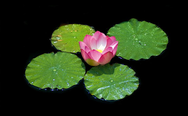 ывф (600x372, 55Kb)